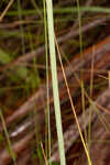 Coastal plain angelica